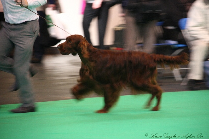 Crufts2011 582.jpg